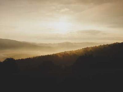 Scientists uncovered the nutrients bees were missing — Colonies surged 15-fold