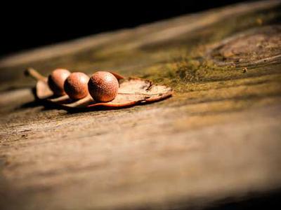 I May Be a Snake But I’ll Never Become Your Purse