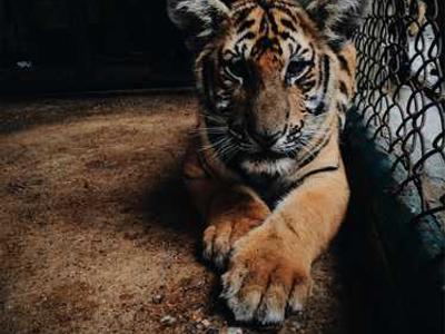 Media Authenticity Methods in Practice: Capabilities, Limitations, and Directions