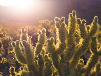 Okta’s CEO is betting big on AI agent identity